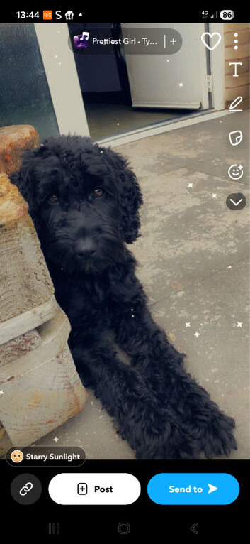 6 year old cockapoo (girl) free to good home