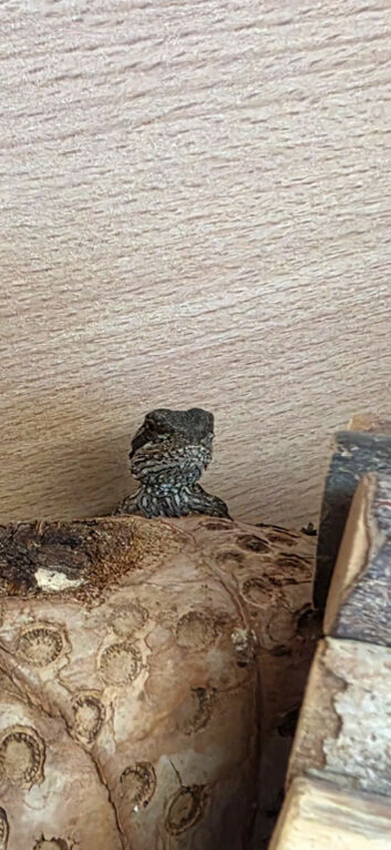 Bearded dragons