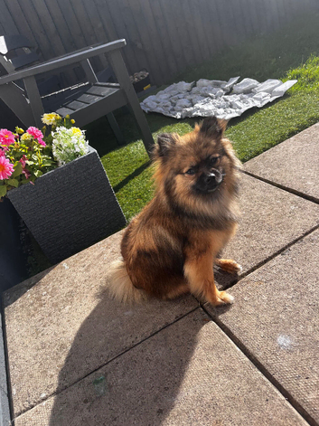 Female pomeranian 15 months old