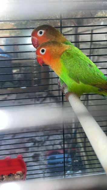 Pair of breeding fishers lovebirds