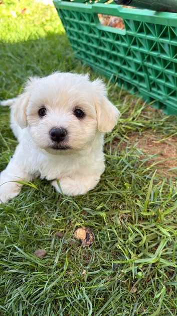 Beautiful Maltese Puppies Available