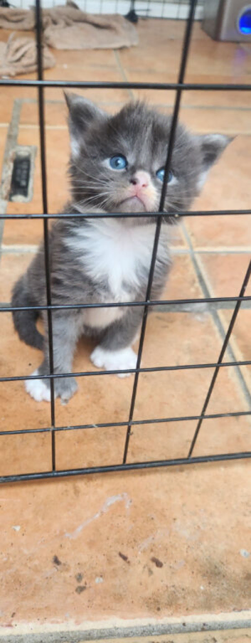 Stunning Xl Mainecoon cub