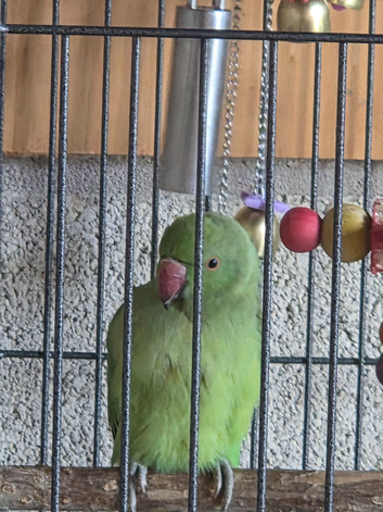 Ringneck