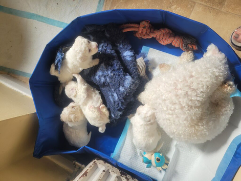 Puppies