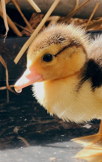 Muscovy ducklings