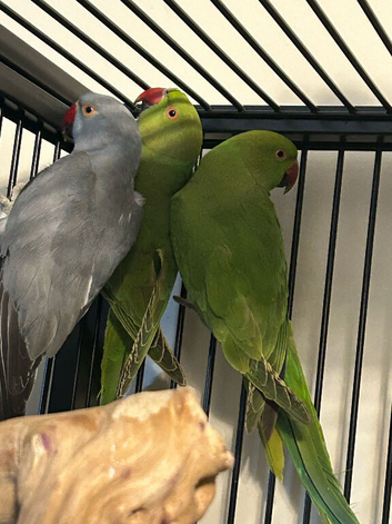 Stunning Various Green Indian Ringnecks