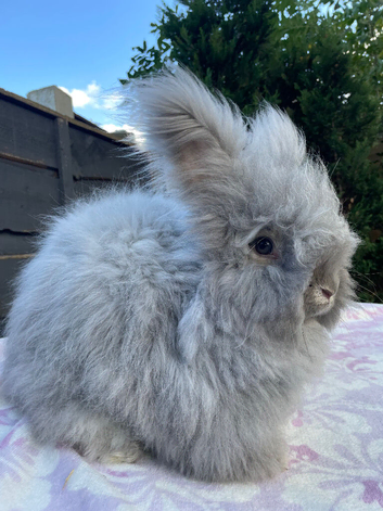 Beautiful Maxi Faced English Angora Girl