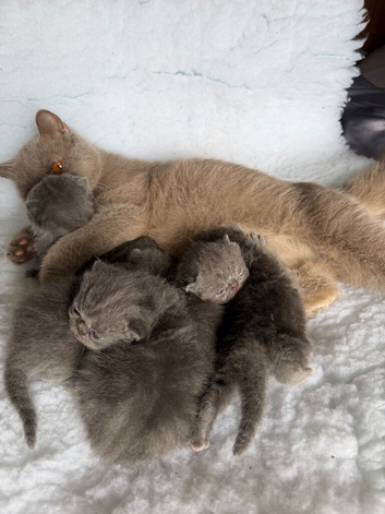 Exotic Shorthair Kittens For Sale