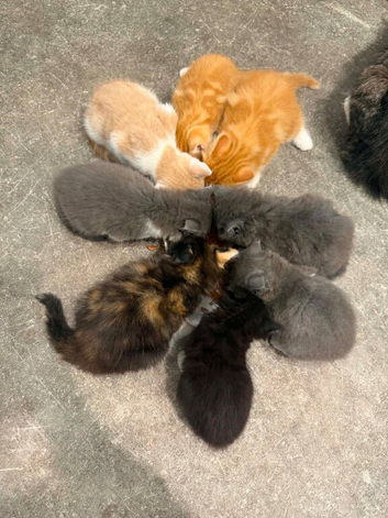 Kittens