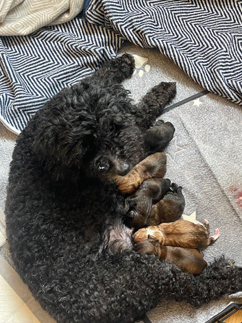 5 adorable CHI-POOs ready in 1 WEEK!