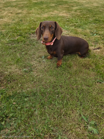 Mini dachshund