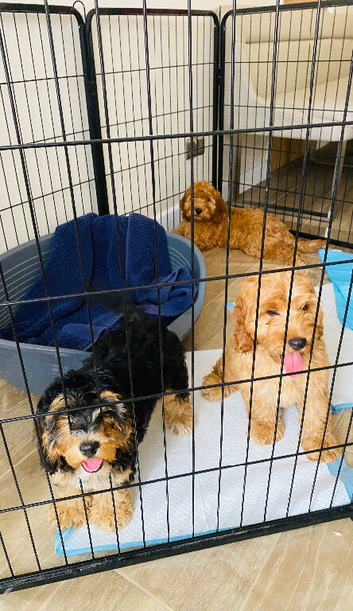 Cockerpoo puppy&rsquo;s