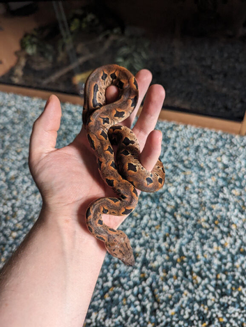 Dumerils boa (rare toliara variety) + full set up