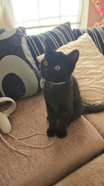 Beautiful black kitten 11 weeks old
