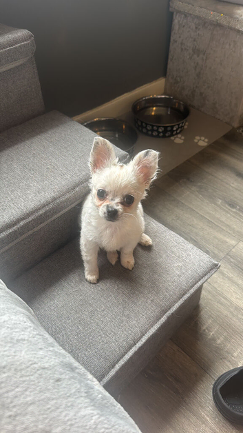 Chihuahua puppy