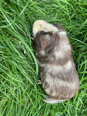 Two male guinea pigs need new home