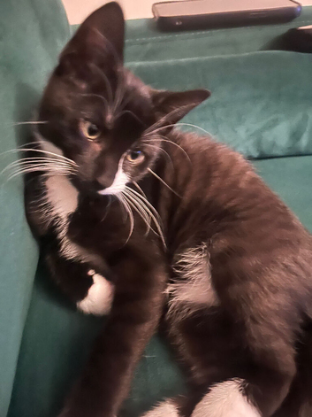 Male kitten