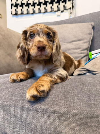 Chocolate and tan Merle female