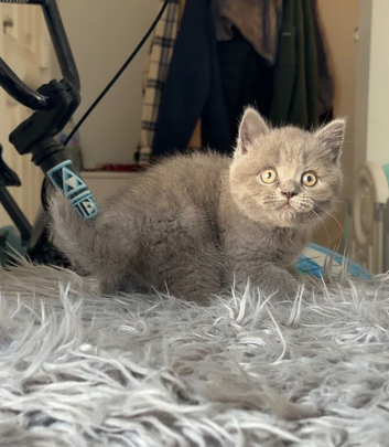 GCCF reg blue male kitten 9 weeks