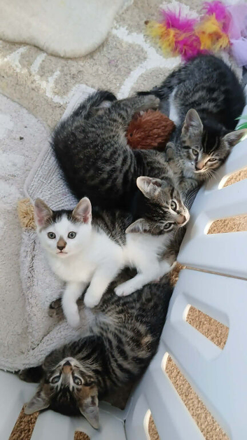 Fluffy Kittens for Sale &ndash; available NOW