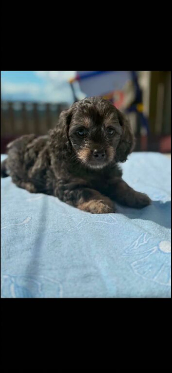 doxiepoo