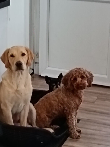 8 month old male labrador