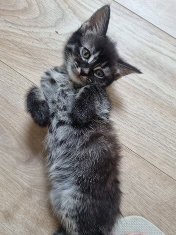 still available 17/09/2026 Price reduction###Bengal x Norwegian Forrest kittens