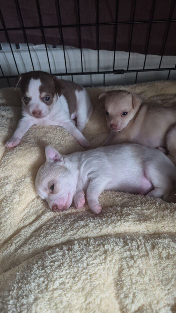 3 beautiful chihuahua puppys