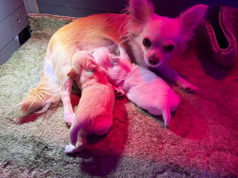 Pure long haired chihuahua