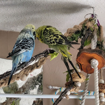 3 budgies 2 male 1 female flying cage accessories