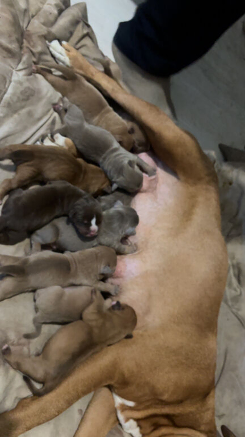 Old English x American bulldog puppies