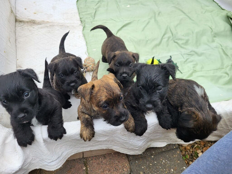 Scottish/Westie cross lakeland terrier
