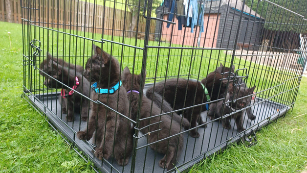 Gorgeous Black Domestic Shorthair Kittens Looking For Loving Forever Home