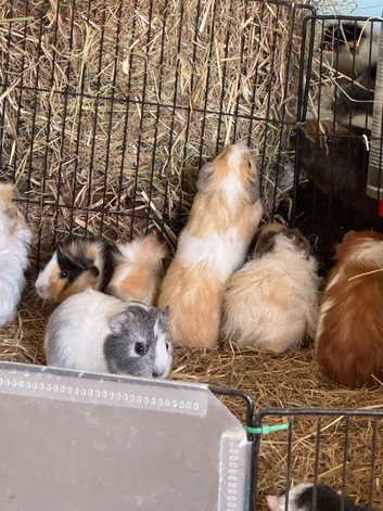 Baby Guinea pigs