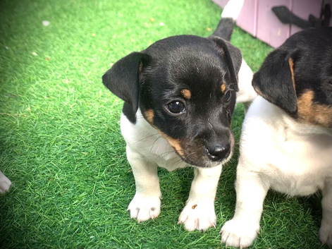 Jack Russel puppy&rsquo;s last boy ready to leave