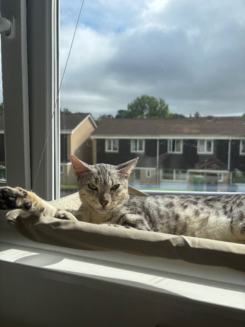 Silver Bengal Cat (Aged 2)