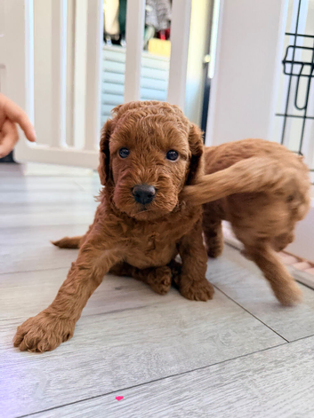 *5 star miniature labradoodle puppies!