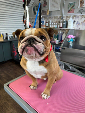 Vinnie our handsome bulldog