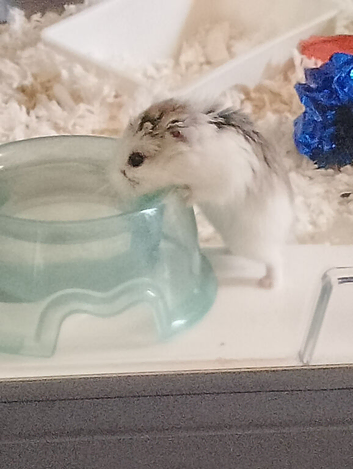 Dwarf hamster