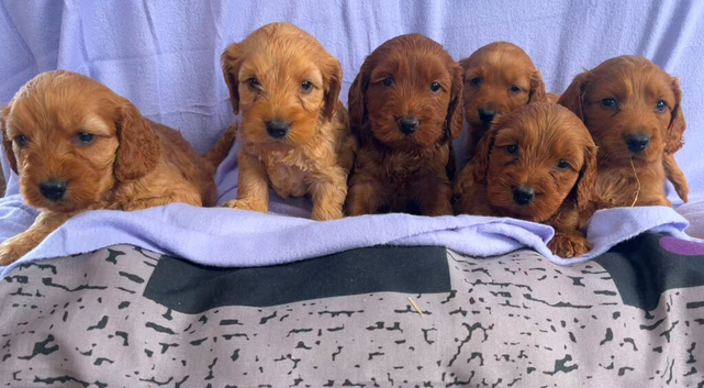 Gorgeous F1 cockapoo puppies