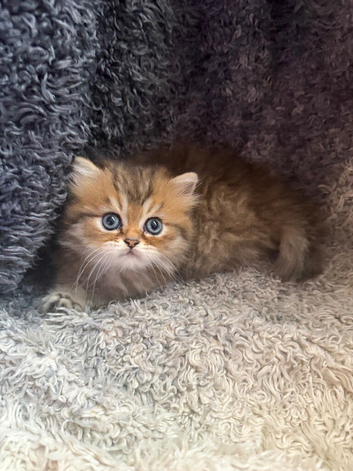 Stunning Golden Shaded Persian KittenTeddy Bear