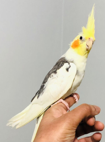 Beautiful colours hand tamed cocktails for sale.