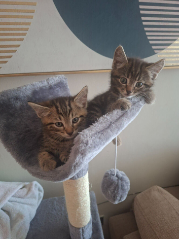Tabby kittens boy and girl