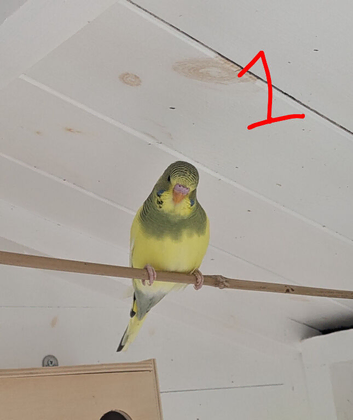 Beautiful young budgies x 3