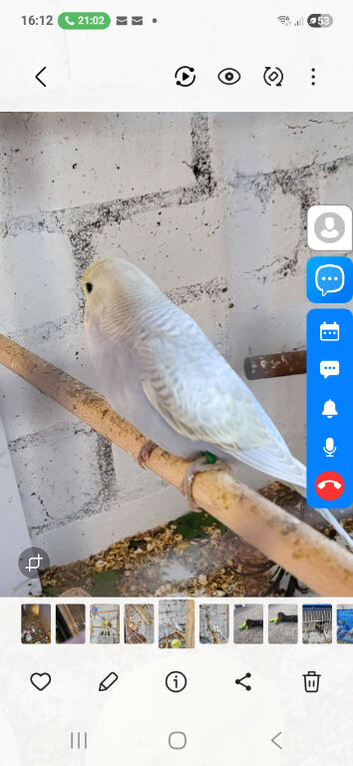 Baby budgies for sale