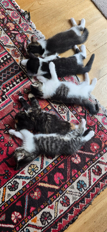 Kittens looking for their new home