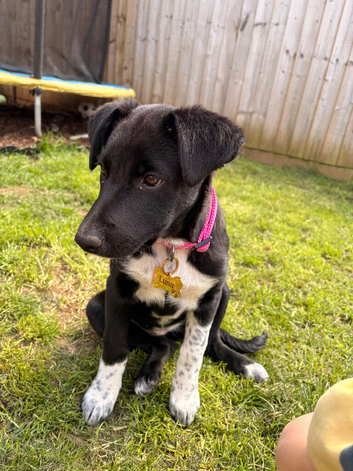 Female puppy for sale