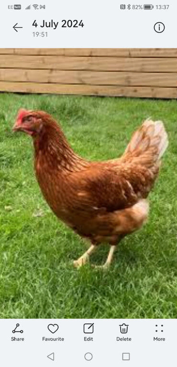 Point of Lay Hens For Sale