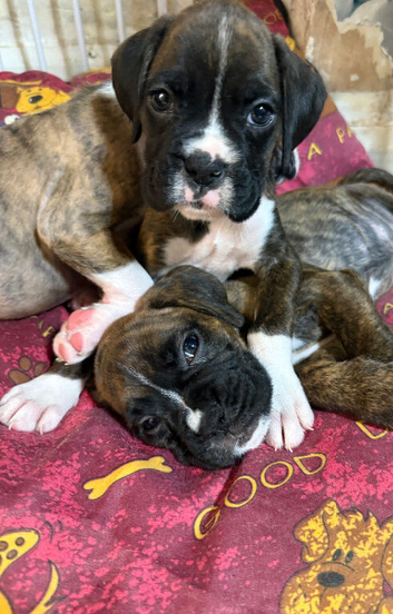 Gorgeous K.C boxer pups for sale