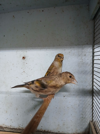 Goldfinch mules, for sale